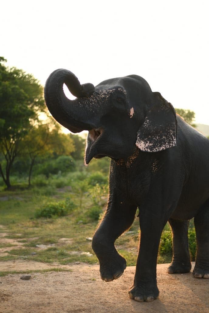 From Agra :- Visit Taj Mahal and Wildlife SoS Conservative and Care Centre in Agra - Discover the best tours in Agra with licensed local guides. Taj Mahal sunrise tours, heritage walks, food tours & day trips.